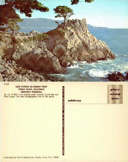 Lone Cypress on Midway Point