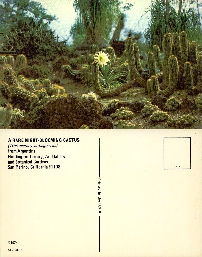 Night-Blooming Cactus in Garden