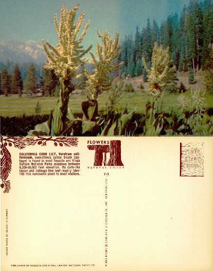 California Corn Lily in National Park