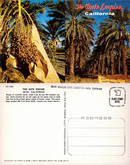 Date Palms and Harvest