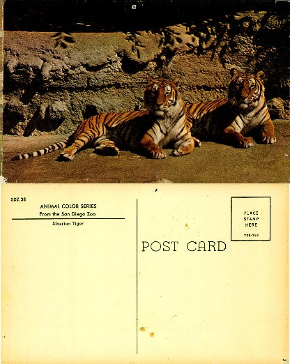 Two Siberian Tigers Lying Down