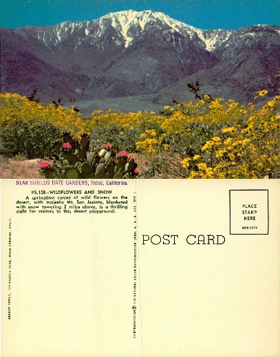 Desert Wildflowers and Snow Mountains