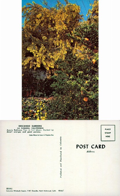 Acacia Tree with Orange Grove
