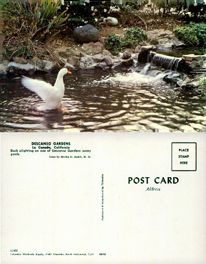 White Duck in Descanso Gardens Pond