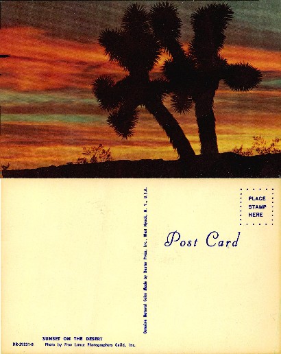 Desert Sunset with Joshua Tree