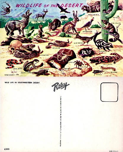 Desert Wildlife Identification