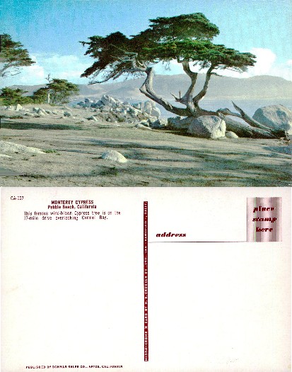 Wind-blown Monterey Cypress Tree