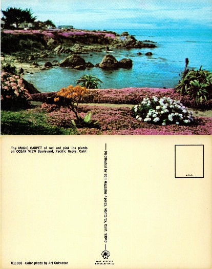 Coastal Landscape with Ice Plants