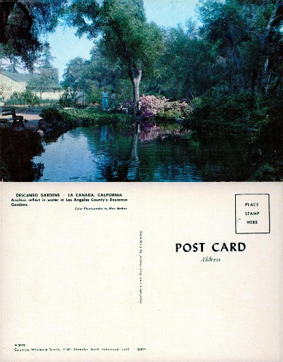 Garden Pond with Azaleas