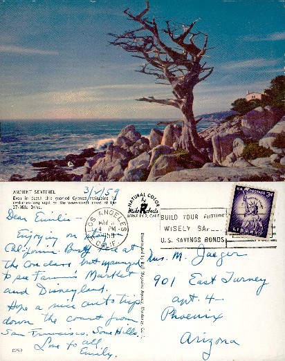 Cypress Tree, Rocky Coastline