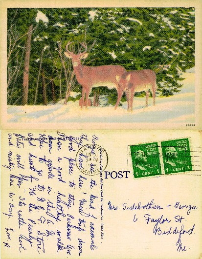 Two deer in winter forest