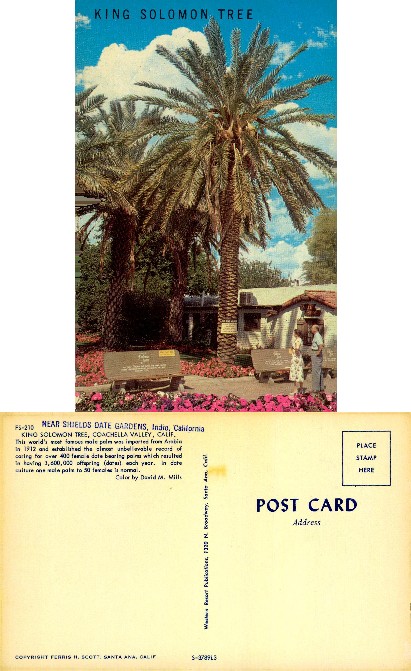 King Solomon Tree, Shields Date Garden
