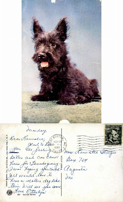 Black Scottish Terrier Dog
