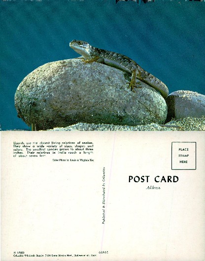 Lizard on a Rock