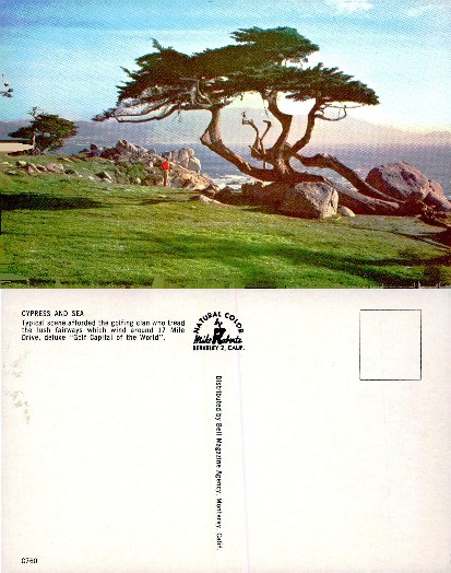 Lone Cypress Tree and Ocean Vista