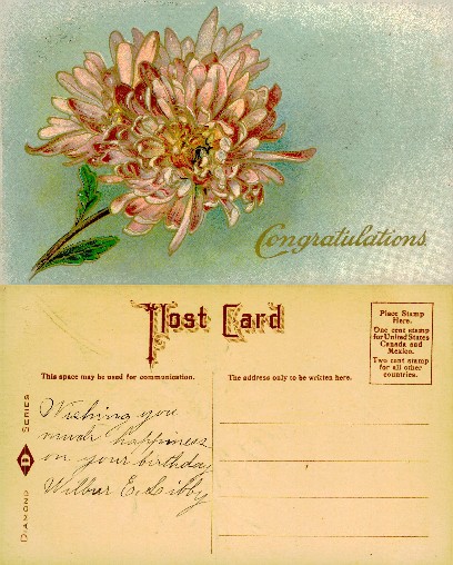 Chrysanthemum with Congratulations