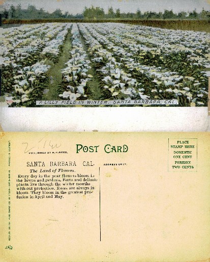 Lilly Field in Winter, Santa Barbara