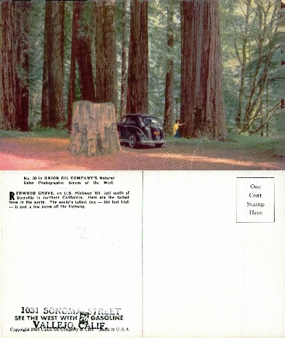 Redwood Grove with Automobile