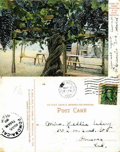 Largest Grape Vine Arbor