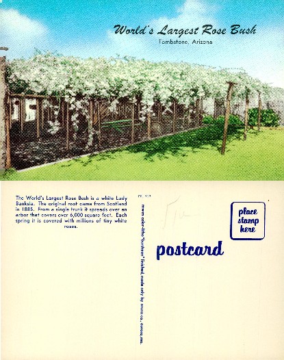 World's Largest Rose Bush