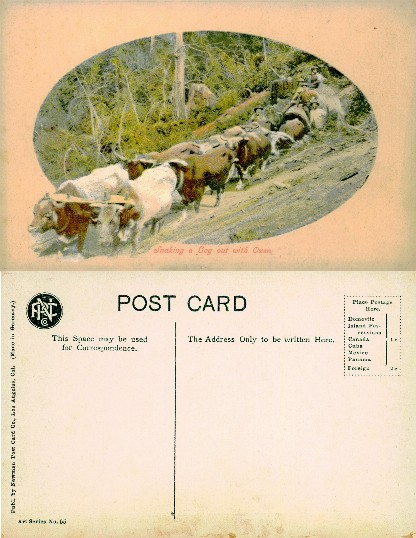 Oxen Snaking a Log out of Forest