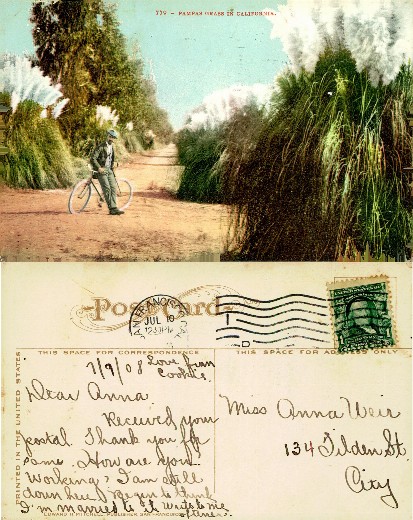 Pampas Grass Road with Cyclist
