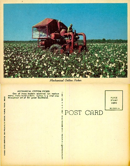 Mechanical Cotton Picker in Field