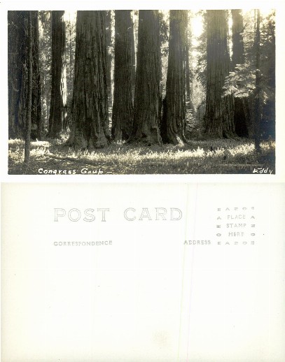 Congress Group of Giant Trees