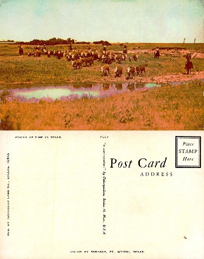 Texas Cattle Roundup with Cowboys