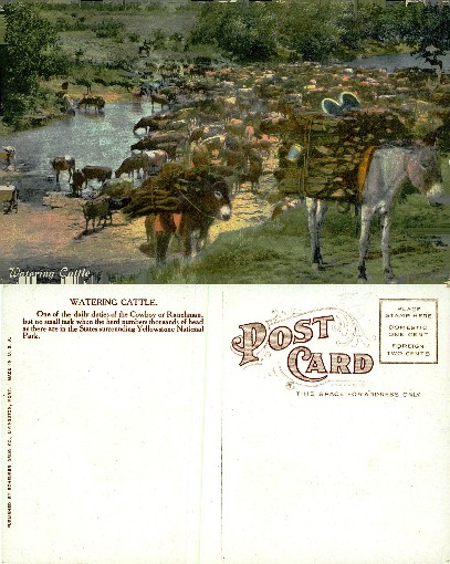 Watering Cattle Herd