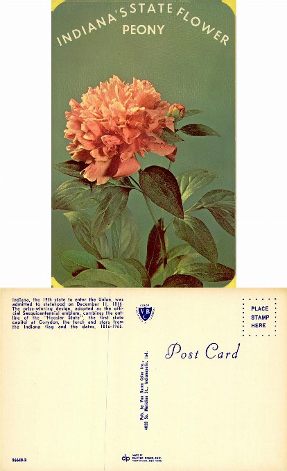 Indiana's State Flower Peony
