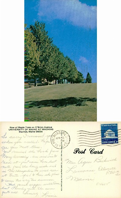 Row of Maple Trees, University of Maine