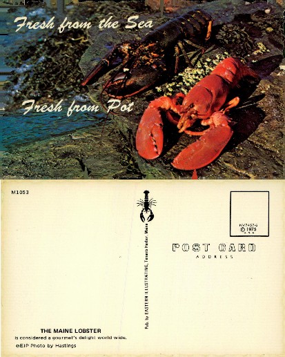 Live and Cooked Lobsters on Rocks