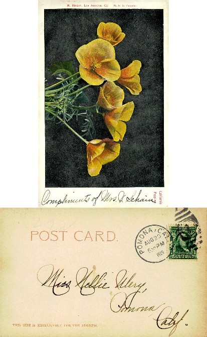 California Poppies Floral Display