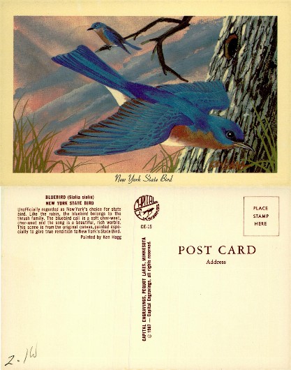 Bluebirds in Flight and Perched on Tree