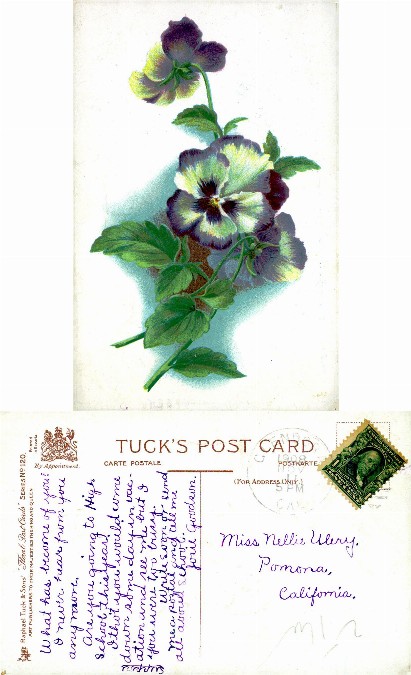 Illustrated Pansy Flowers