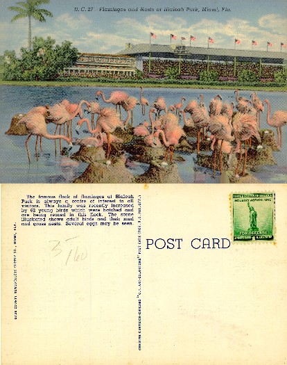 Flamingos and Nests at Hialeah Park