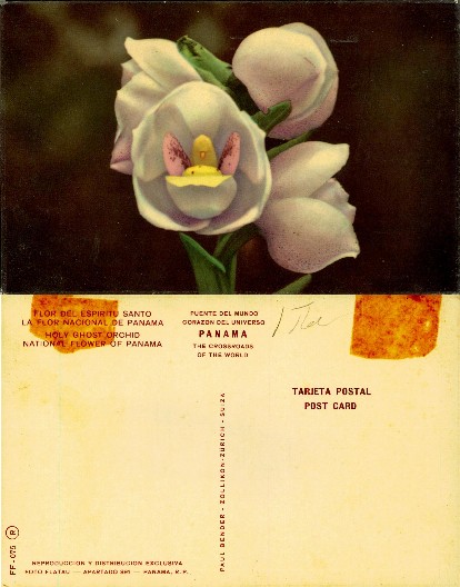 Holy Ghost Orchids, National Flower of Panama