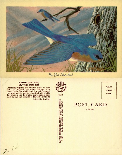 Bluebirds in Natural Setting