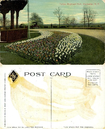 Tulips, Highland Park, Rochester, N.Y.