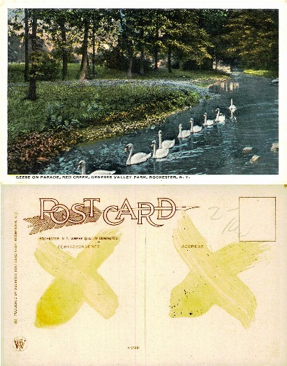 Swans in a Park Stream