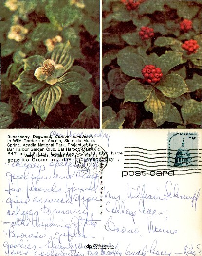 Bunchberry Dogwood Flowers and Berries
