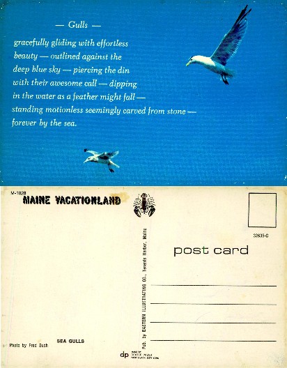 Gulls flying in blue sky