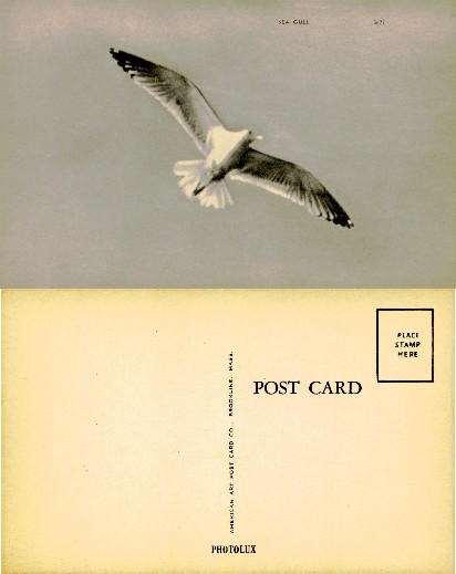 Sea Gull in flight