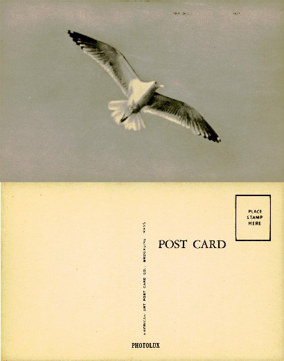 Sea Gull in Flight