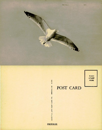 Seagull in Flight