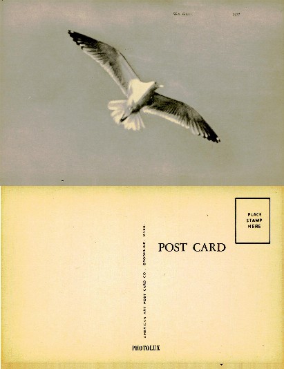 Seagull in Flight