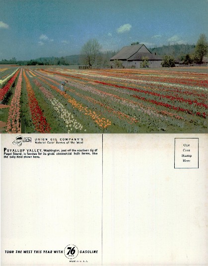 Tulip Fields with Farm Building