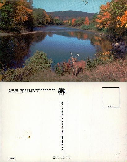 White Tail Deer by River in Autumn Woods