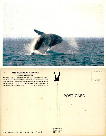 Breaching Humpback Whale